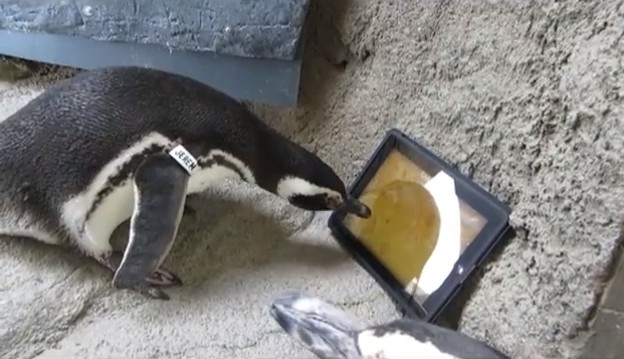 VIDEO: Pingvini se igraju na iPadu