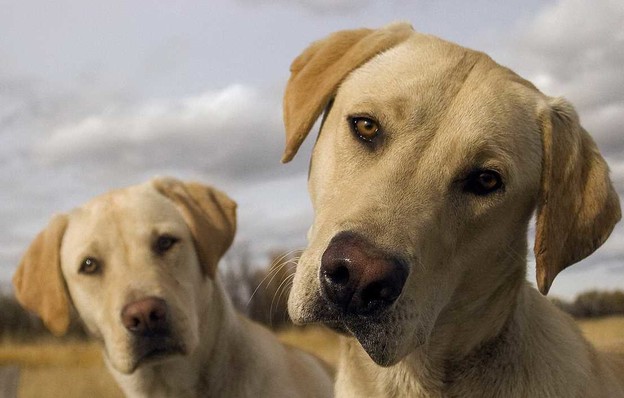 TV show: Besplatno kloniranje vašeg psa
