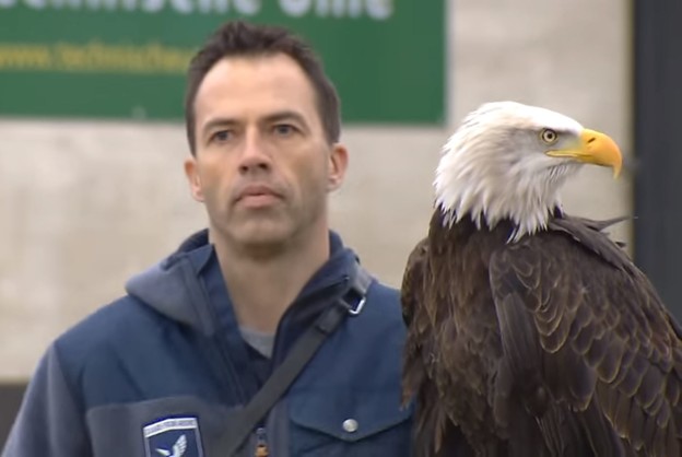 VIDEO: Policija trenira orlove za lov na dronove