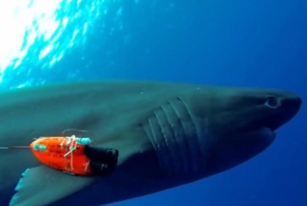 VIDEO: Nosivi gadget za morske pse