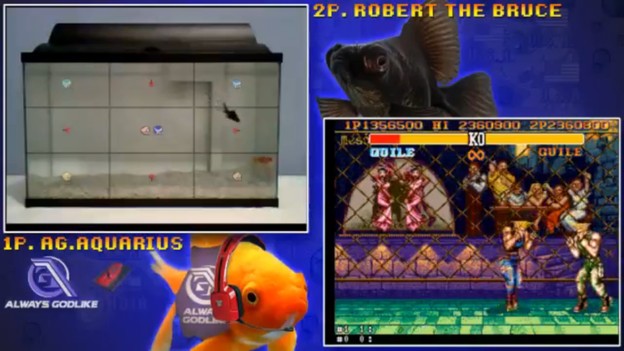 LIVE VIDEO: Žive ribe igraju Street Fighter