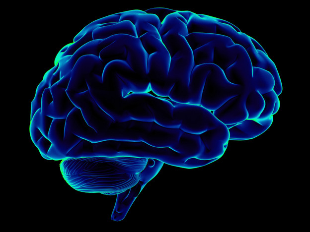 Gen koji povezuje strukturu mozga s inteligencijom