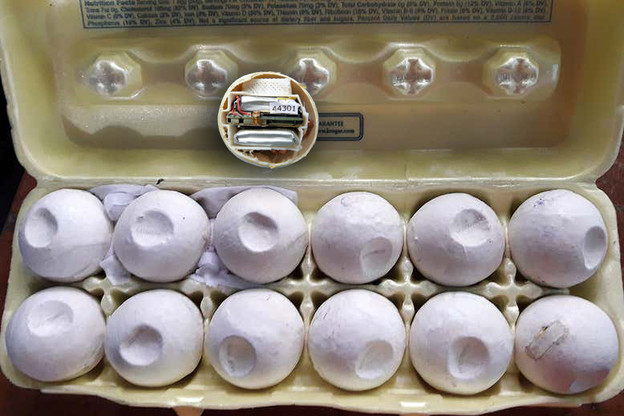 GPS na 3D printanim jajima kornjača