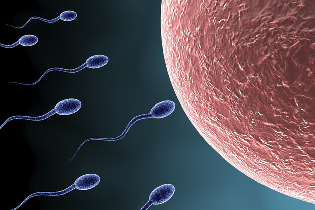 Izradili stanice spermija i jaja od matičnih stanica