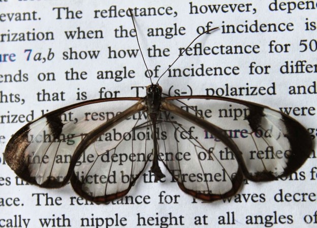 Krila prozirnog leptira za ekrane bez refleksije