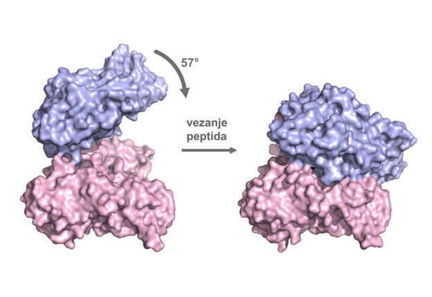 Kristalna struktura otkriva fleksibilnost molekule ljudskog proteina