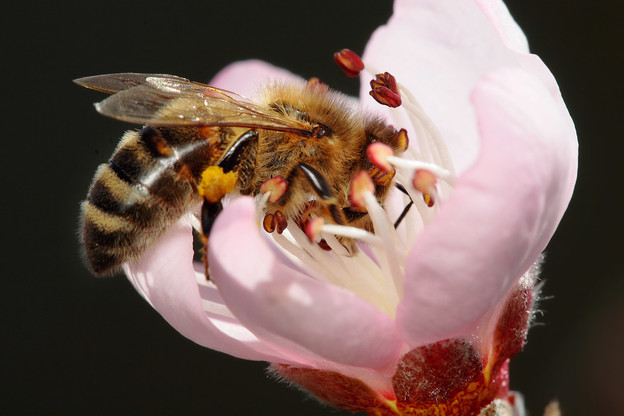 Mobiteli ubijaju pčele