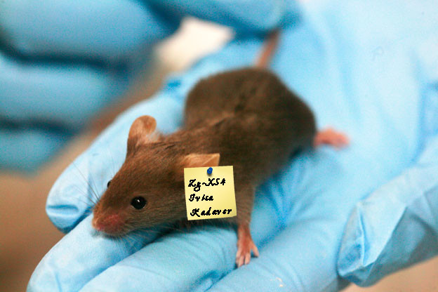 Personalizirani miš kao osobni medicinski avatar