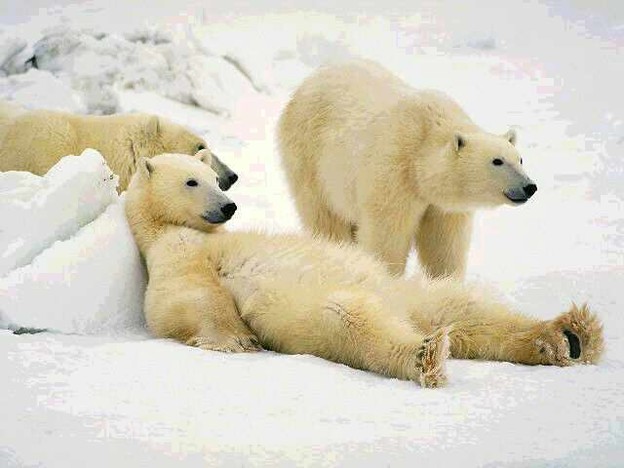 Podrijetlo polarnih medvjeda seže 600.000 godina u prošlost