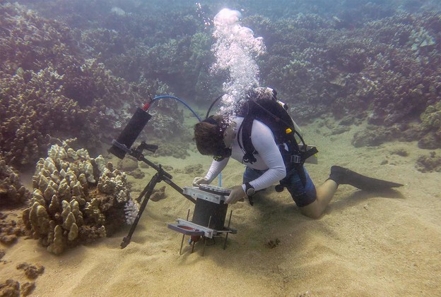 Podvodni mikroskop otkriva tajne podmorja
