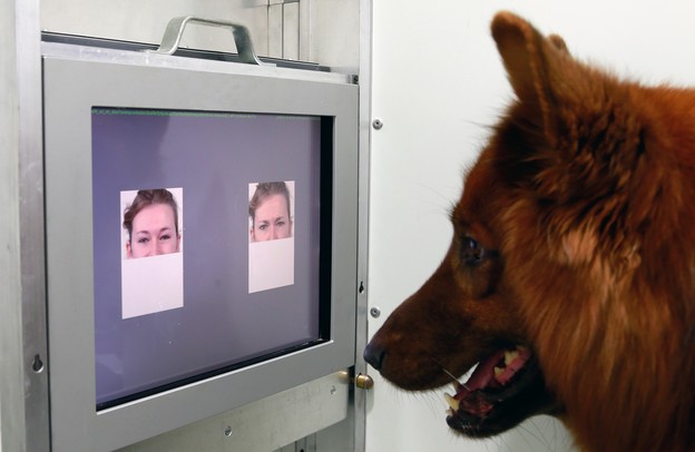 Psi prepoznaju emocije na ljudskim licima