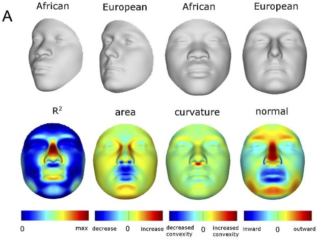 Rekonstrukcija lica iz DNA