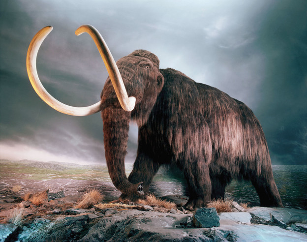 Rusi i Koreanci kloniraju mamuta