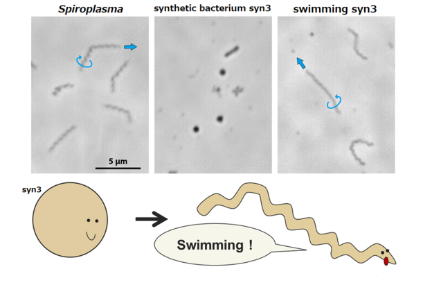 Umjetna bakterija je najmanji pokretni oblik života