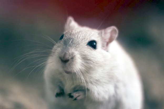 VIDEO: Djelomično povratili vid slijepom mišu