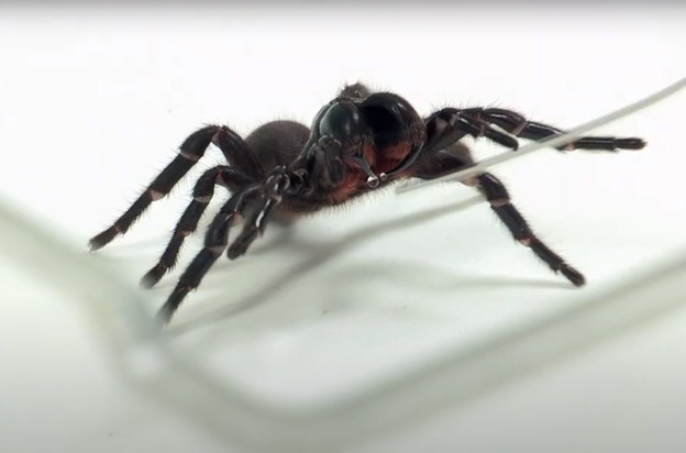 VIDEO: Otrov pauka popravlja srce nakon infarkta