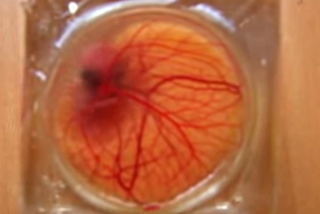 VIDEO: Prozirna jaja za proučavanje rasta embrija