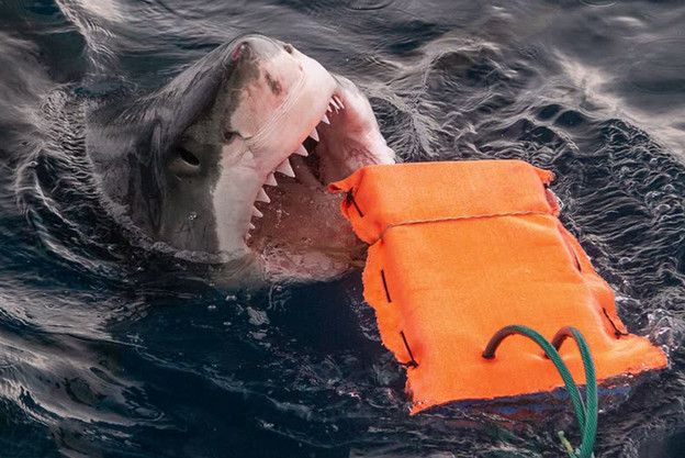 VIDEO: Ronilačka odijela protiv morskih pasa