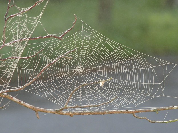 Znanstvenici natjerali pauke da pletu grafenske mreže