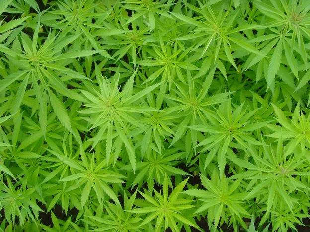Avidekel, marihuana bez "napušenosti" Avidekel, marihuana bez "napušenosti"