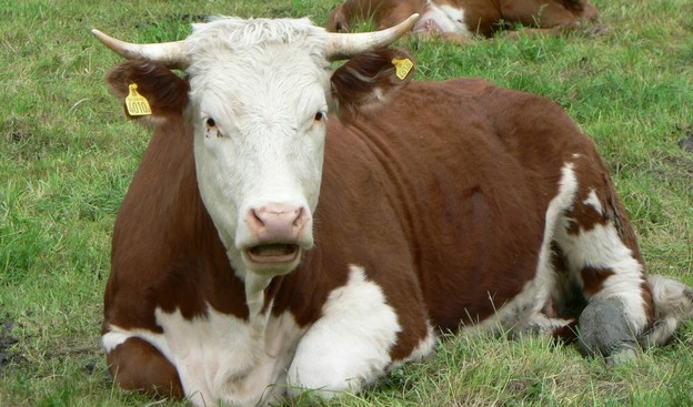 Genetski modificirana krava daje ljudsko mlijeko