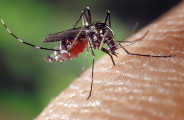 Mikrob iz spolnih organa štiti komarce od malarije