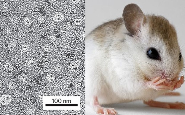 Nanokapsule otrijeznile pijanog miša