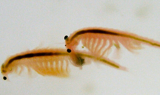 Minijaturnim račićima vrste Artemia franciscana seks s partnerima iz budućnosti poprilično škodi.