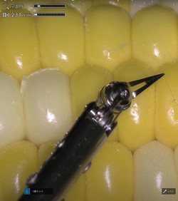 VIDEO: Sonyev mikrokirurški robot operira zrno kukuruza