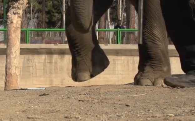 VIDEO: Crash test na slonovski način