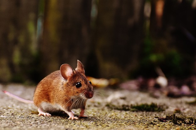 Super miševi prijete izumiranju ptičje vrste