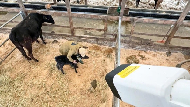 AI kamera otkriva kada će se krava oteliti