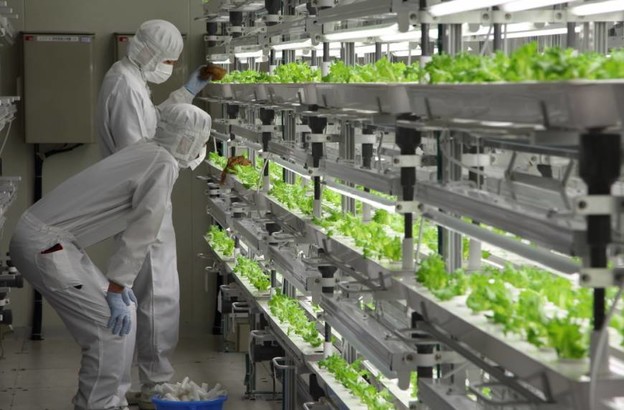 Fujitsu proizvodi i prodaje hi-tech zelenu salatu