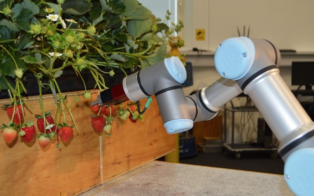 Robot za branje jagoda Robot za branje jagoda