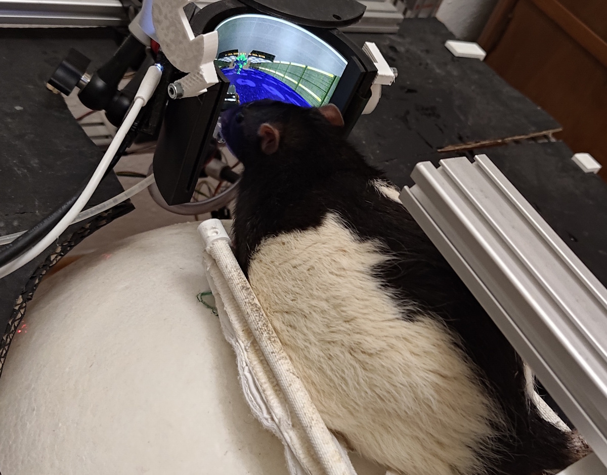 Štakori već četiri godine igraju Doom