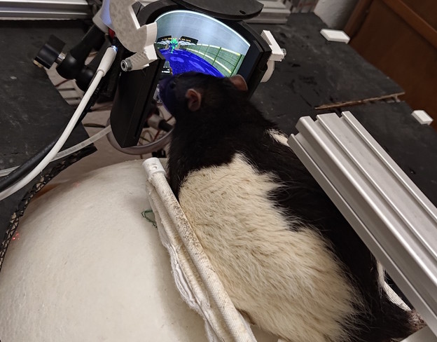 Štakori već četiri godine igraju Doom