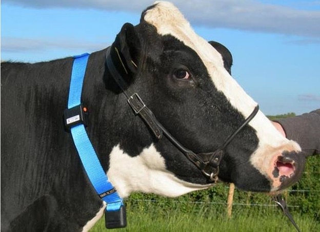 VIDEO: Krave povezane na internet daju više mlijeka