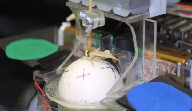 VIDEO: Moljac upravlja robotiziranim vozilom