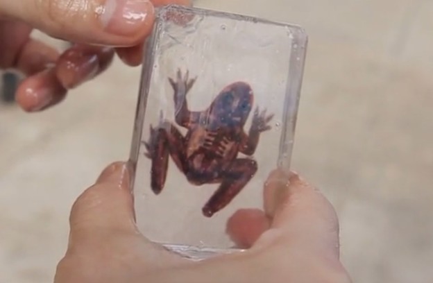 VIDEO: Napravite si žabu zalivenu u plastici VIDEO: Napravite si žabu zalivenu u plastici