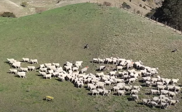 VIDEO: Robot čuva ovce na Novom Zelandu