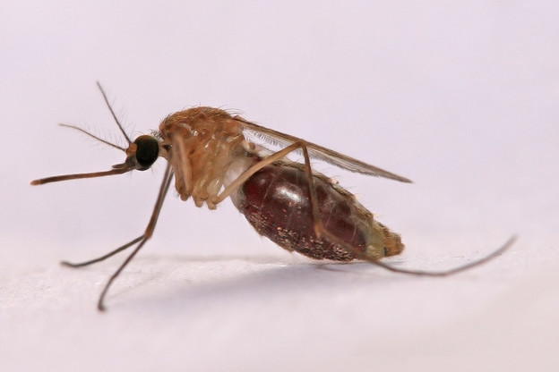 Insekticid 1000 puta jači od DEET-a Insekticid 1000 puta jači od DEET-a