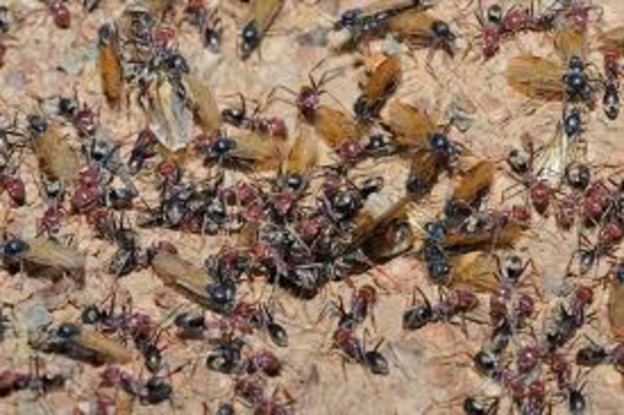 Mravi mogu predvidjeti potres?