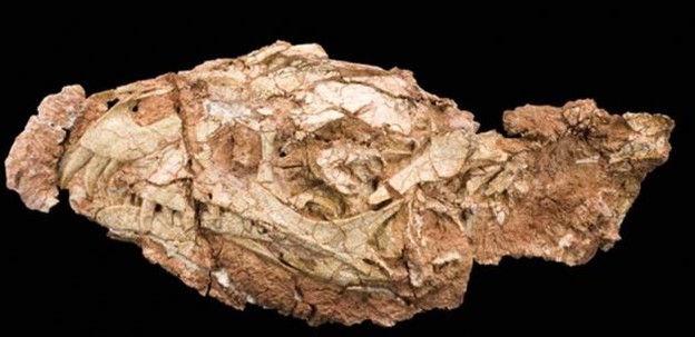 Pronađen fosil demonskog dinosaura