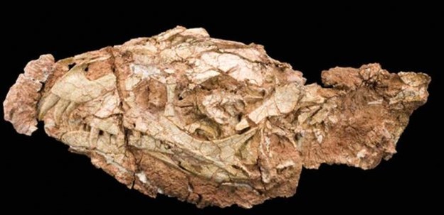 Pronađen fosil demonskog dinosaura Pronađen fosil demonskog dinosaura
