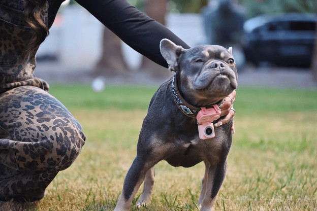 VIDEO: PetPhone je telefon za kućne ljubimce