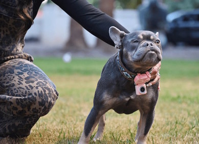 VIDEO: PetPhone je telefon za kućne ljubimce