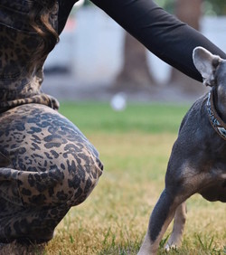 VIDEO: PetPhone je telefon za kućne ljubimce