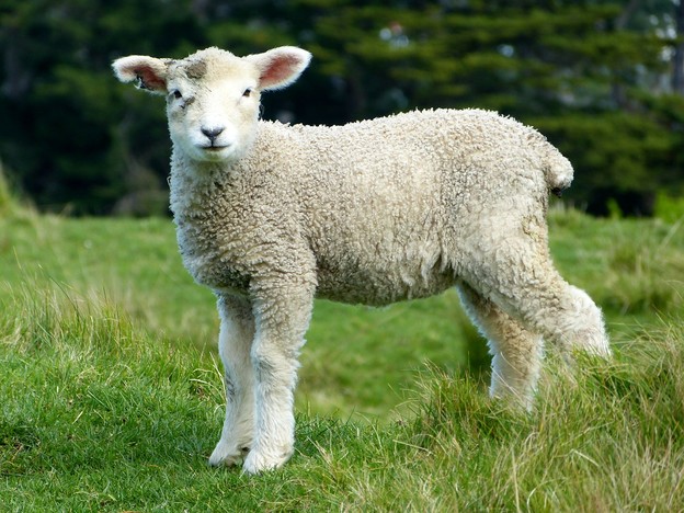 AI prepoznaje bol na licima ovaca AI prepoznaje bol na licima ovaca