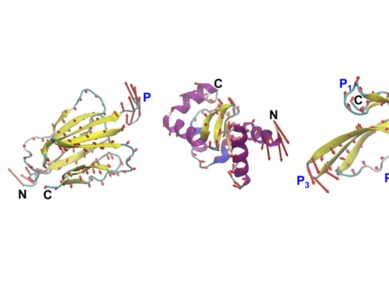 Dizajniranje proteina ​​​​na temelju njihovog kretanja