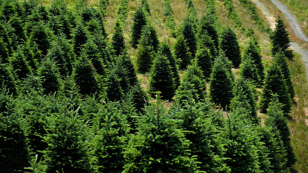 Genetski poboljšanim božićnim drvcima ne otpadaju iglice